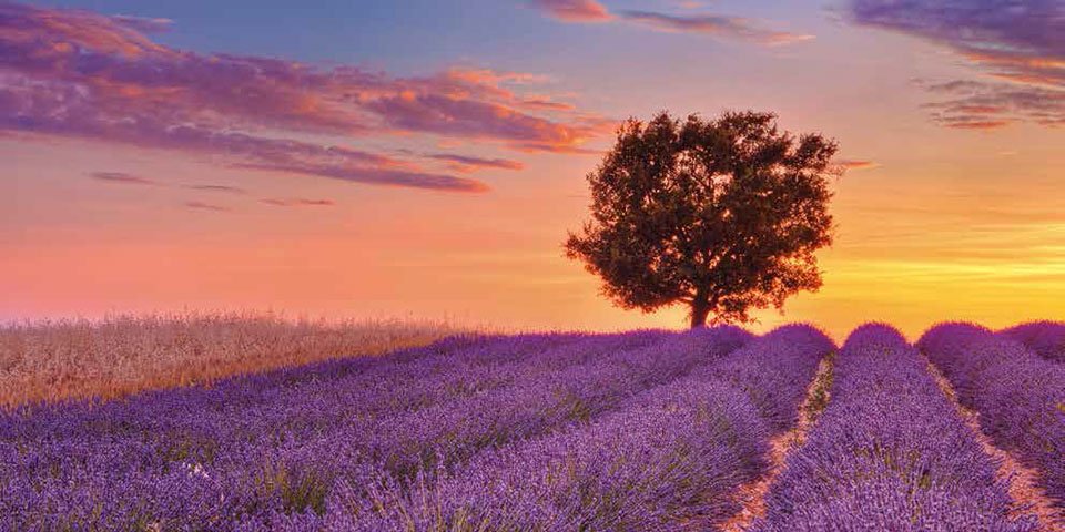 Cuadro canvas lavender field with tree
