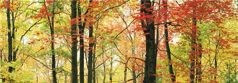 Cuadro canvas autumn maples