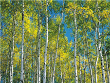 Cuadro canvas aspen trees in autumn