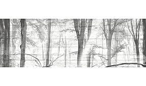 Cuadro bosque en blanco y negro