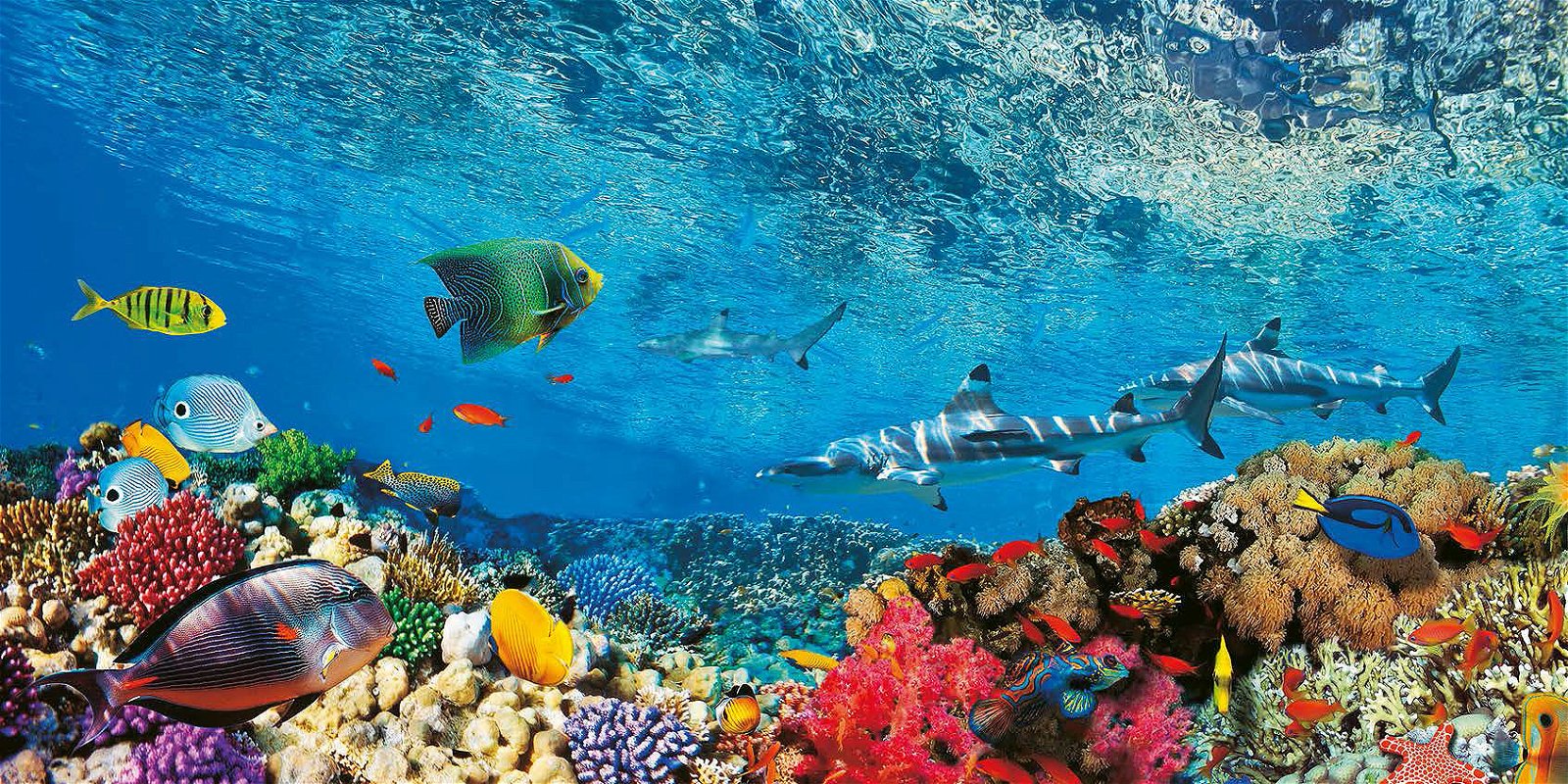 Cuadro canvas reef sharks and fish indian sea