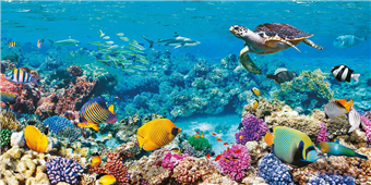 Cuadro canvas sea turtle and fish maldivian coral