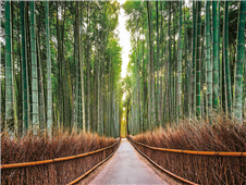 Cuadro canvas bamboo forest kyoto japan