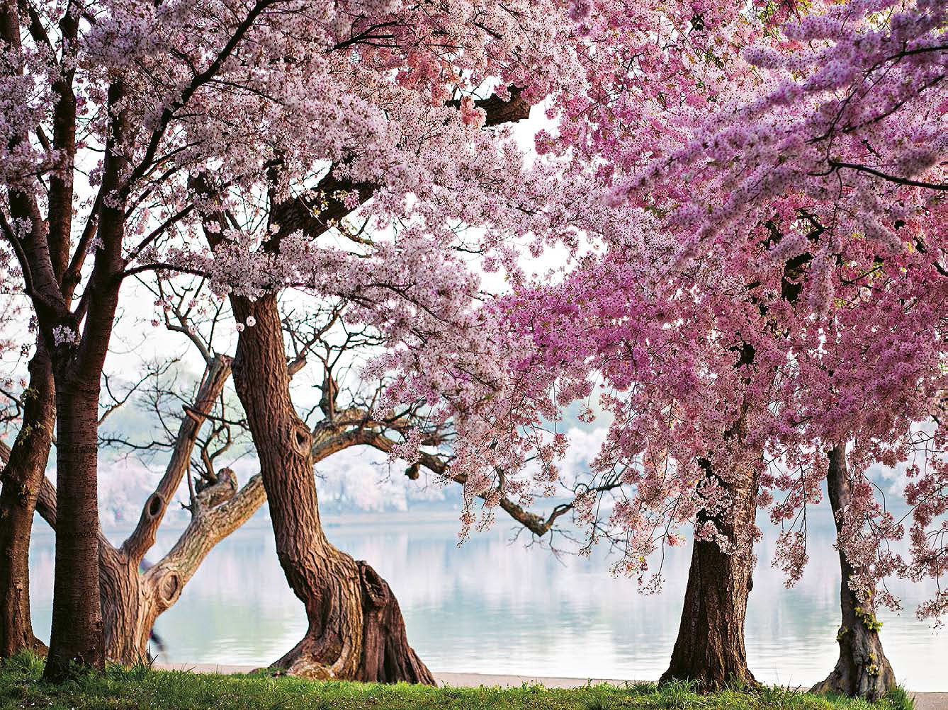 Cuadro canvas cherry trees bloom washington