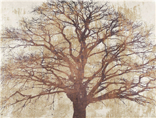 Cuadro canvas sacred oak