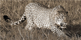 Cuadro canvas fotografia leopard hunting