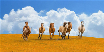 Cuadro canvas fotografia herd of wild horses