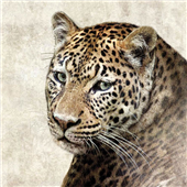 Cuadro canvas Jaguar
