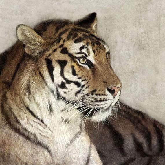 Cuadro canvas tiger
