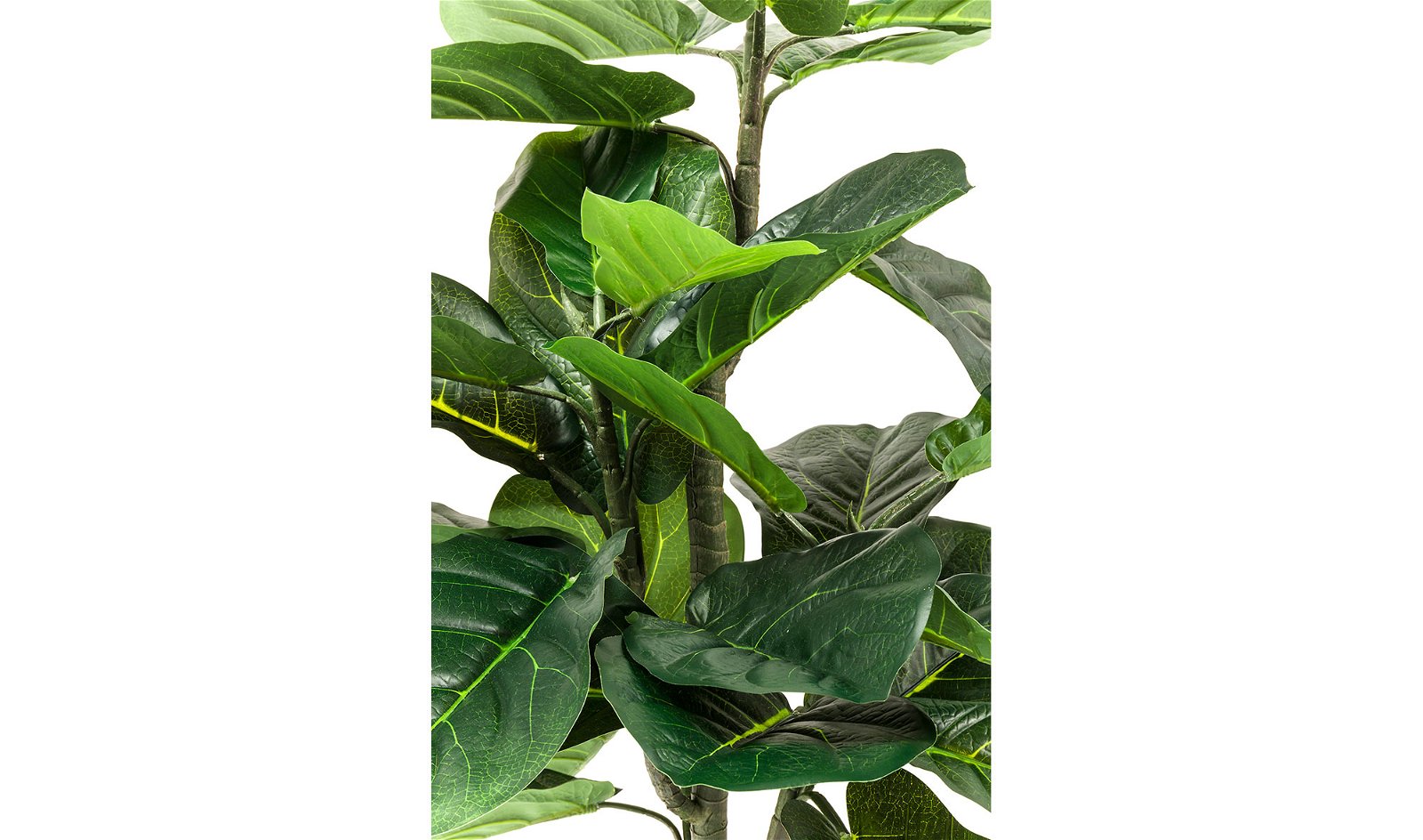 Planta decorativa Fiddle Leaf
