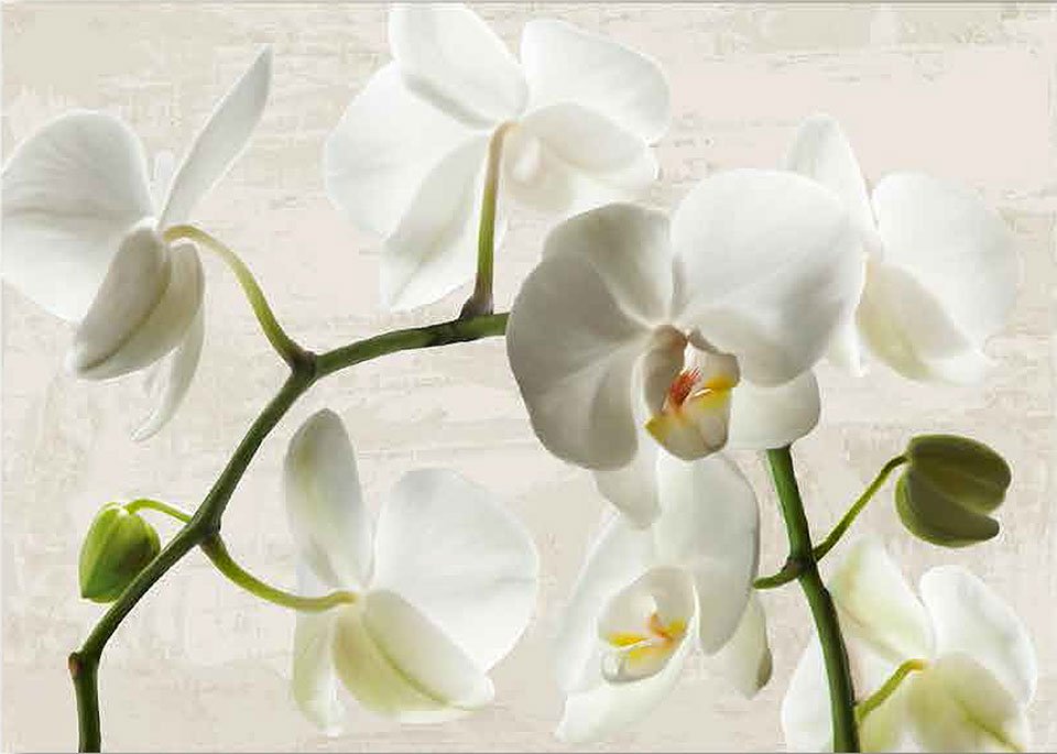 Cuadro canvas ivory orchids