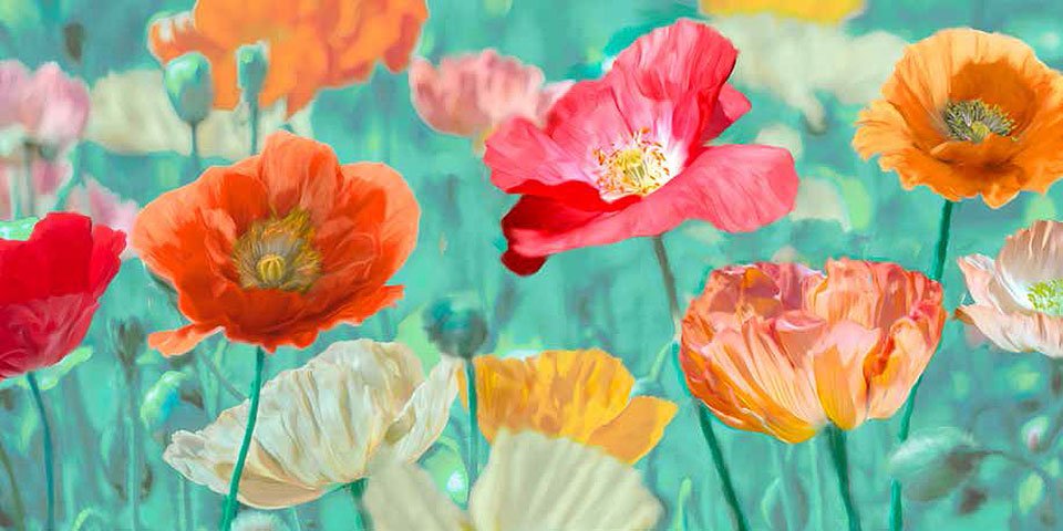 Cuadro canvas poppies in bloom