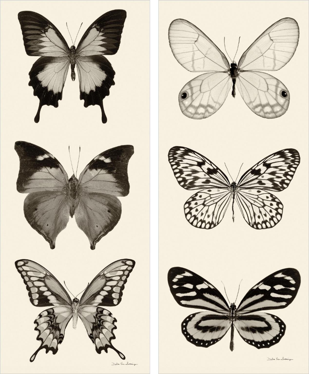 Pareja de cuadros butterfly panel