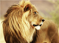 Cuadro canvas male lion namibia