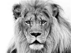 Cuadro canvas leon