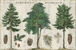 Cuadro canvas woodland chart I