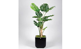 Planta Philodendron Tree 150 cms