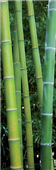 Cuadro Canvas Les Bambous