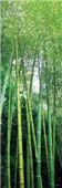 Cuadro Canvas Foret de Bambous