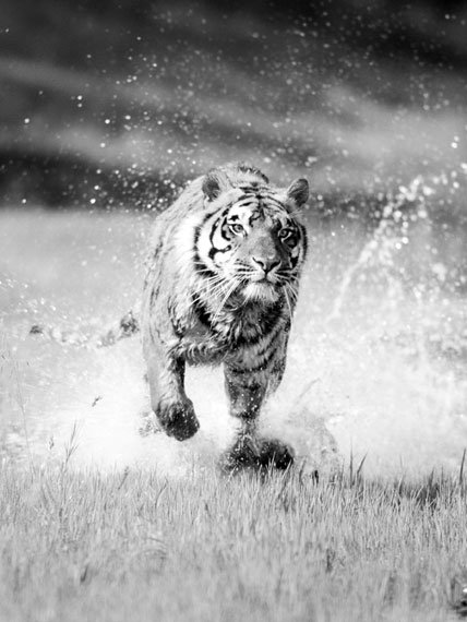 Bengal tiger running through water dli agency