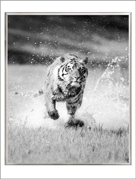 Bengal tiger running through water dli agency